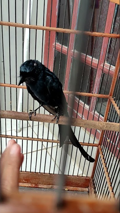 srigunting hitam gacor