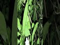 #viral #training #oima#Kitna Khali Jungle hai funny video#how to short video 🤣🤣🤣🤣