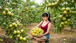 Download Lagu CEO Girl Harvests Massive Guavas, Sugar Apples and Pineapples – Village Market Sold Out in Minutes MP3
