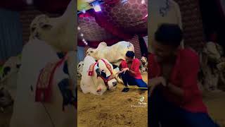 big cow 🐄 cow video qurbani cow#short video screenshot 4