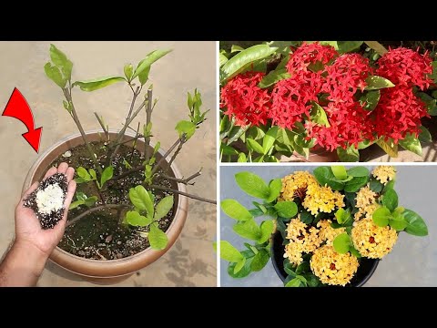 Video: Hvorfor vil ikke Ixora-plantene mine blomstre - tips for å oppmuntre Ixora-blomster