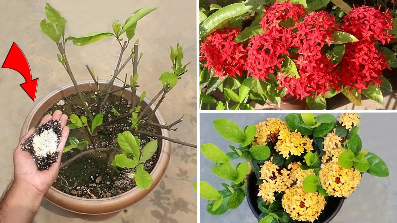 DO THESE 3 Things On Ixora IMMEDIATELY For More Flowers!