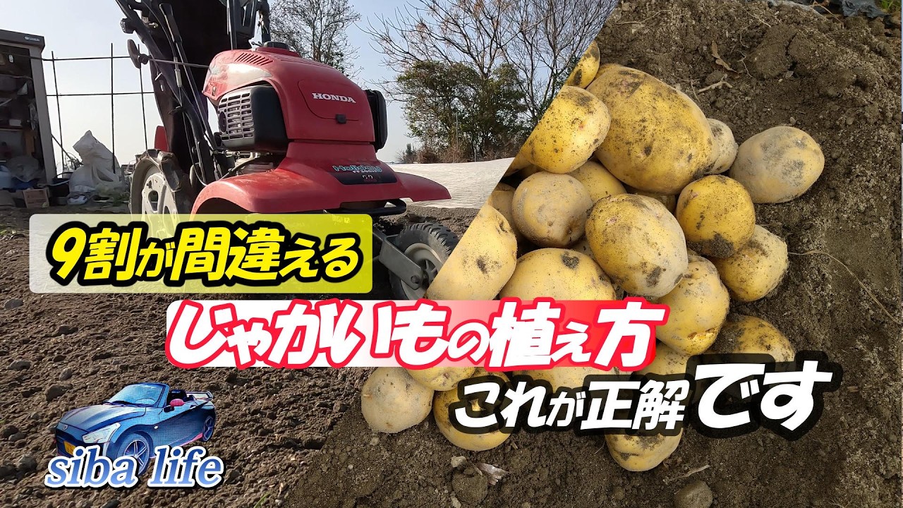 4ｋ【「失敗しない「知らないと損」】北あかりの植え方｜土づくり〜植え付けまで完全解説の植え方、これが正解です、 2026.2.23 siba life.#じゃがいも #家庭菜園 #農業 #初心者