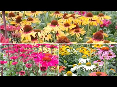 Асортимент шокує Таку красу рідко де зустрінеш українськийконтент українськийютуб садовийцентр