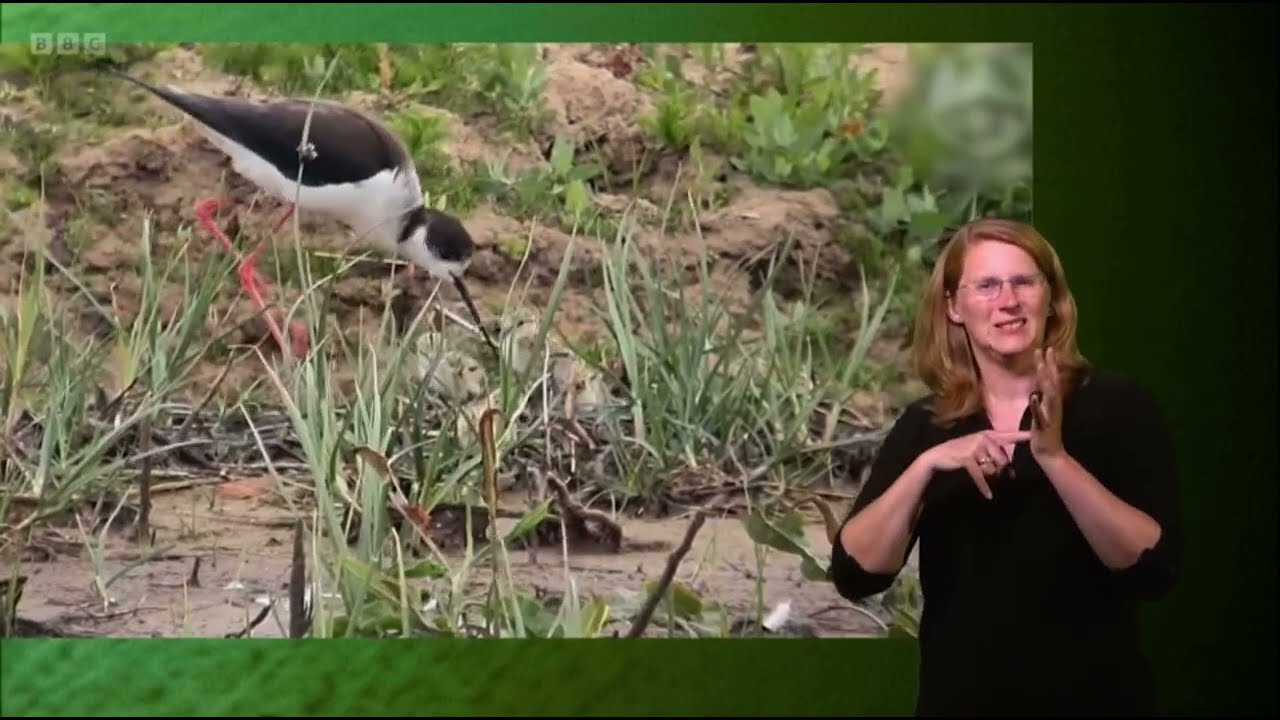 Footage of Black Winged Stilt and 4 Chicks at RSPB Frampton Marsh | Springwatch 2023 (signed)