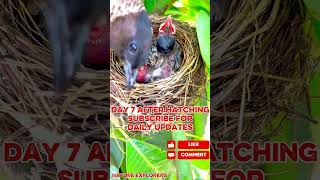 after hatching baby birds day 7 | mom bird feeding the baby ASMR #birds #nest #jaidmeel