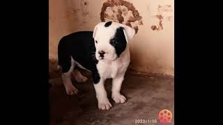 Low Price Pitbull Puppy For Sale Contact Number 75054 991 29