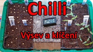 Výsev a klíčení chilli papriček