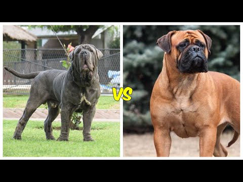 Video: Diferencias entre Bullmastiffs, mastines ingleses y mastines napolitanos