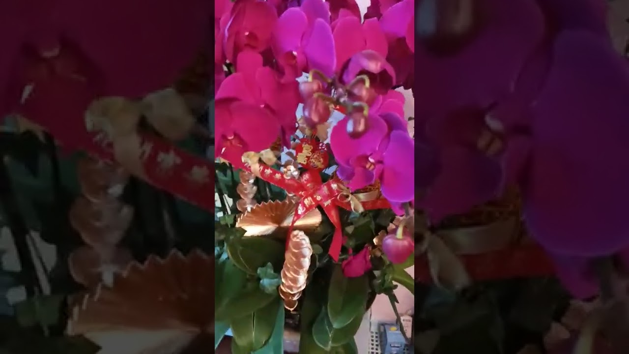 Lucky charm flower/Sun Nien Fai Lok, Kung Hei Fai Choi, Sun Tai Kin Hong