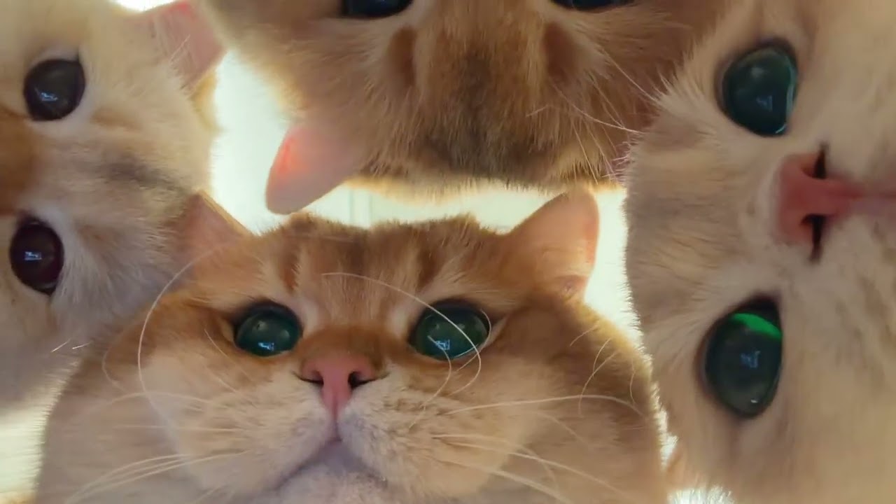 🐾😹You're always in my eyes.