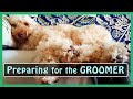 GOLDENDOODLE TIPS: 5 Steps - Preparing for the GROOMER