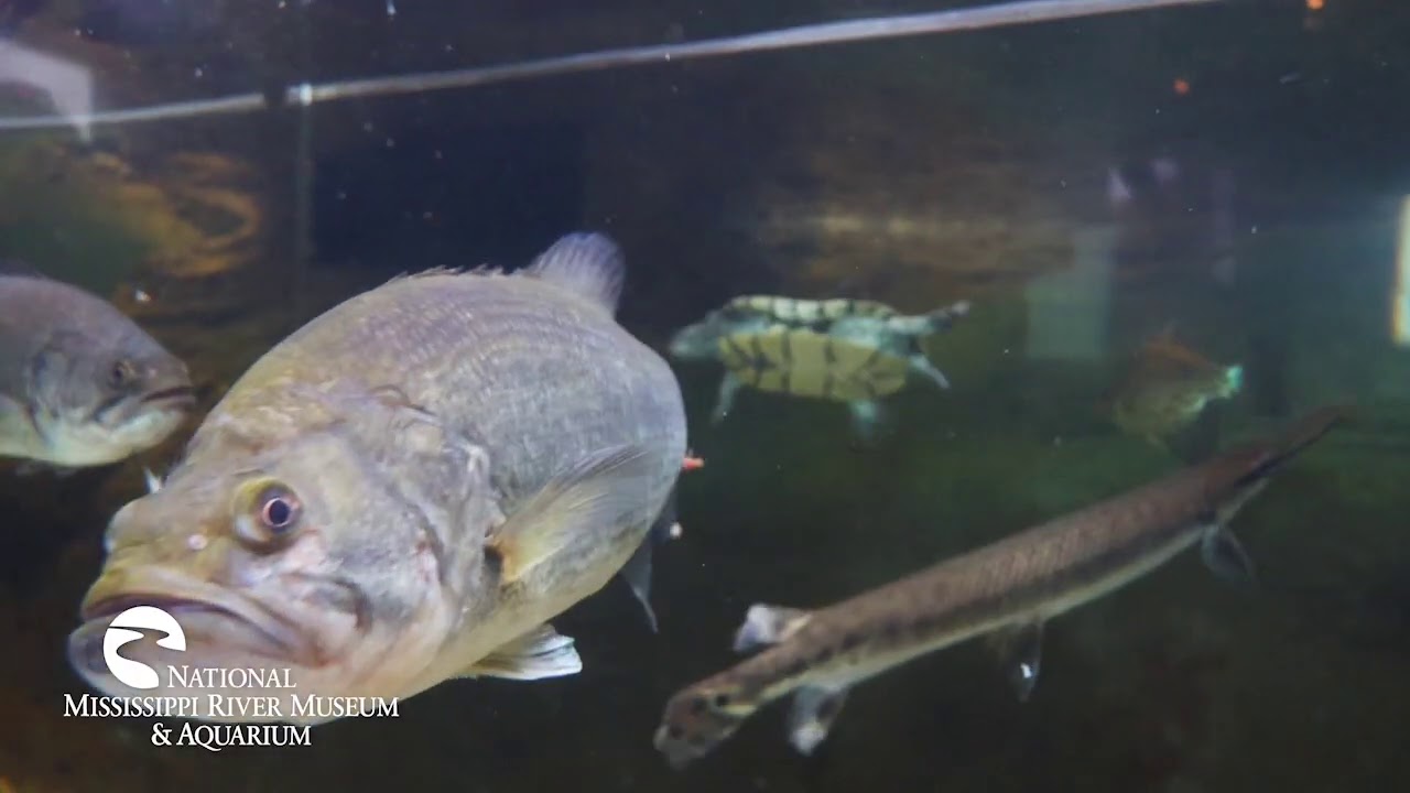 Dubuque County Historical Society 2020 YouTube