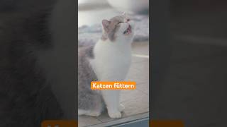 Azubi Max klärt auf 🐱💔 I Tierschutz und Tierheim Berlin