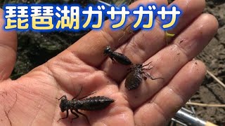 琵琶湖でガサガサしたら絶滅危惧種が・・・