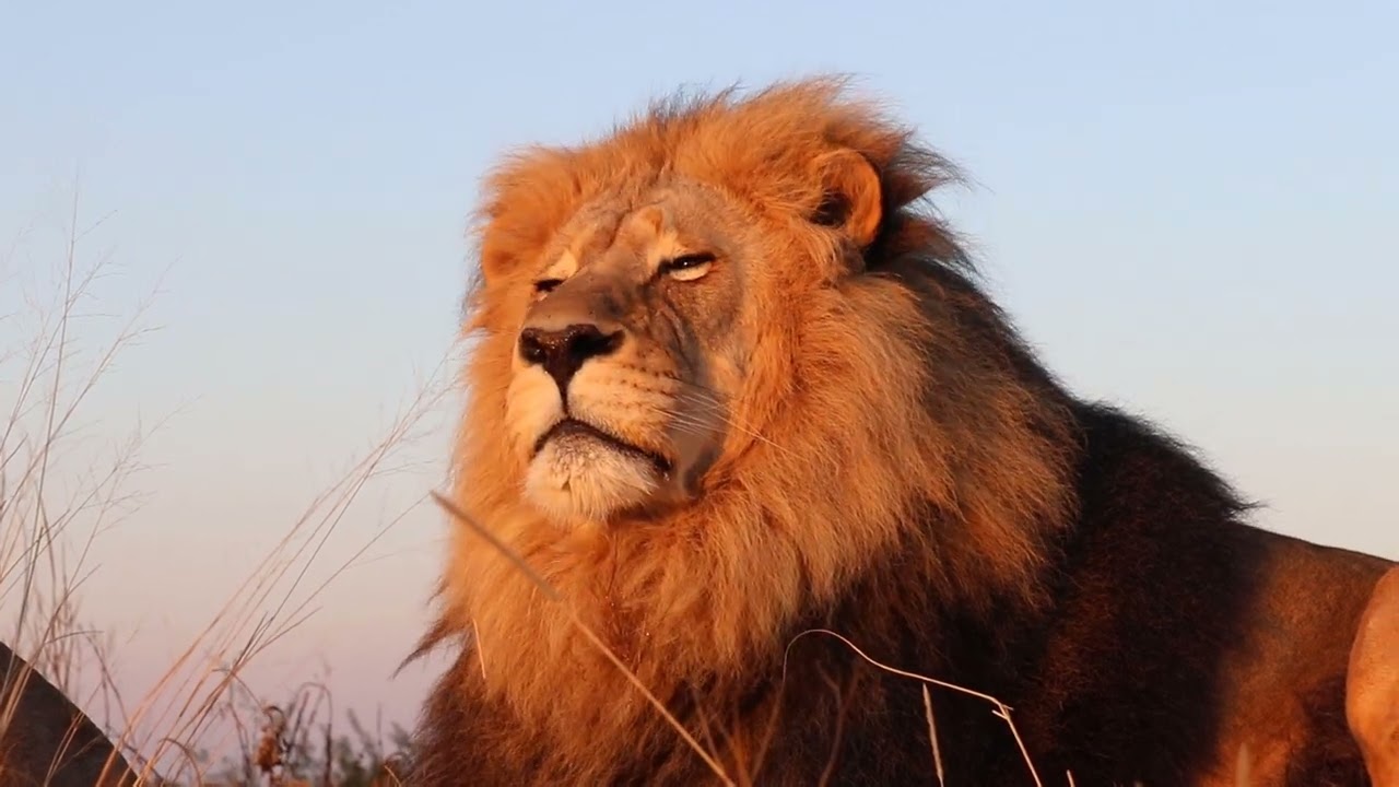 Видео для релакса. Львы позируют.