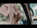 A VERY Close Elephant Encounter!