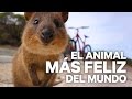 LA ISLA DE LOS QUOKKA, EL ANIMAL MÁS FELIZ DEL MUNDO | enriquealex
