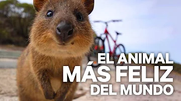 ¿Qué animal es el más feliz?