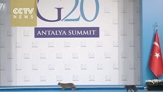 Cats break into G20 summit venue in Turkey Cats break into G20 summit venue in Turkey