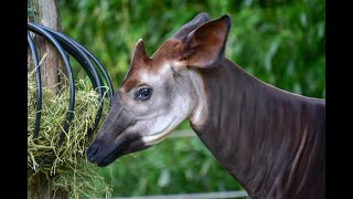 The Most AMAZING Animal You Have Never Heard Of by houstonpettalk 25 views 1 year ago 2 minutes, 36 seconds
