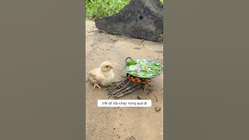 Bé gà con chip chip tội nghiệp giúp đỡ gà mẹ bị bệnh