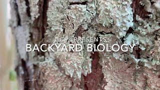 Backyard Biology - Lichens