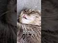 Oh to be a cat … #cat #trending #shorts #fypシ゚#viralvideo #funny
