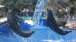 Dolphin Adventures Show (Full) with Pilot Whales- August 16, 2023