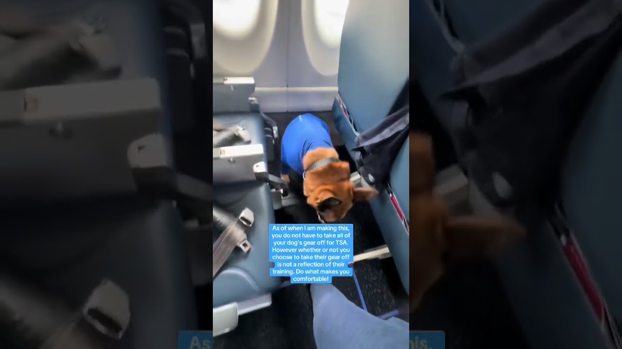 10 Tips for your First Flight with a Service Dog! 