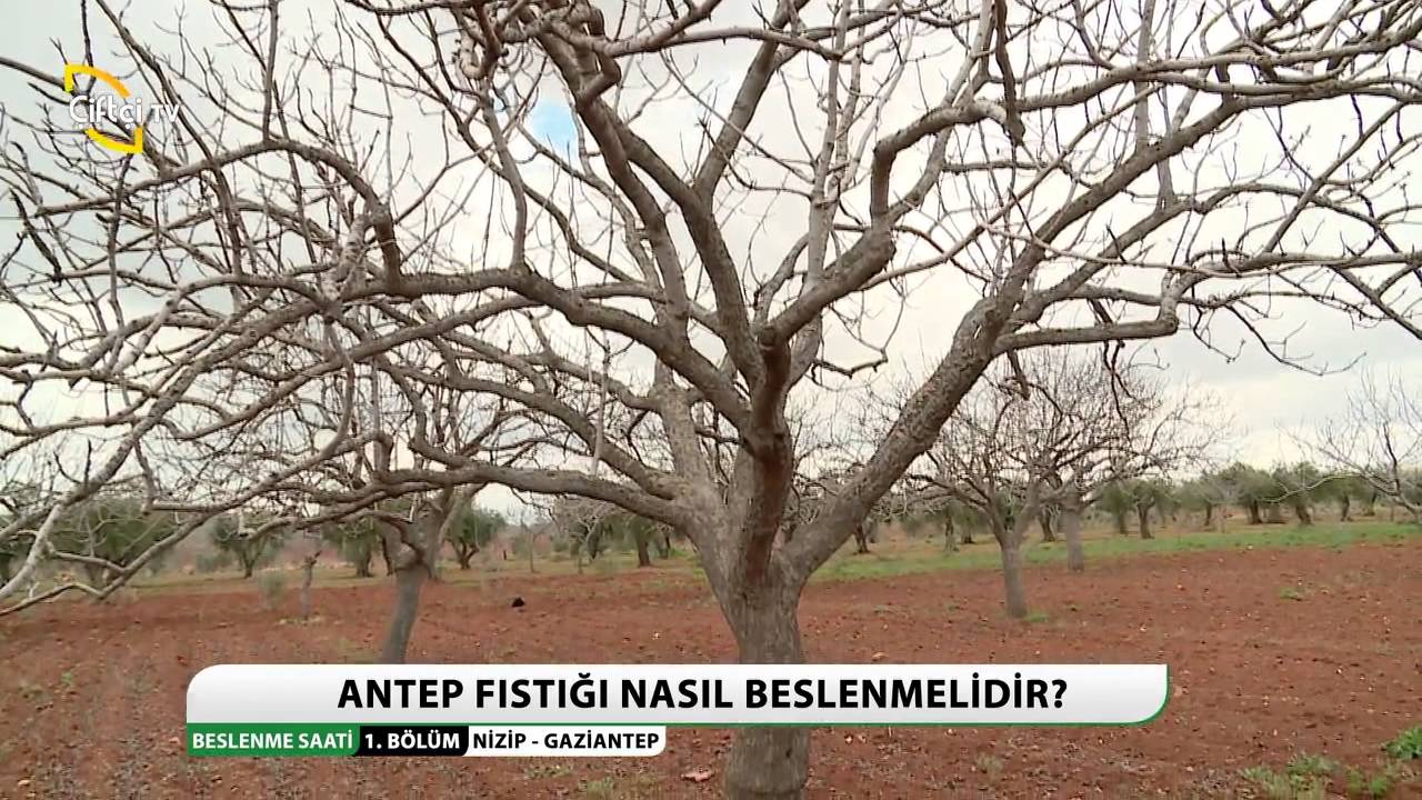 BESLENME SAATİ - ANTEP FISTIĞI - 1. BÖLÜM