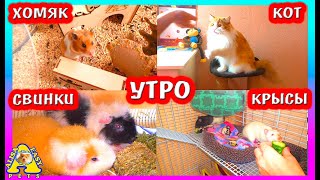 УТРО С ПИТОМЦАМИ 3 ЧАСТЬ / СИРИЙСКИЙ ХОМКИ /ДРЕССИРОВКА КОТА /  МОРСКИЕ СВИНКИ / КРЫСЫ / АЛИСА ИЗИ