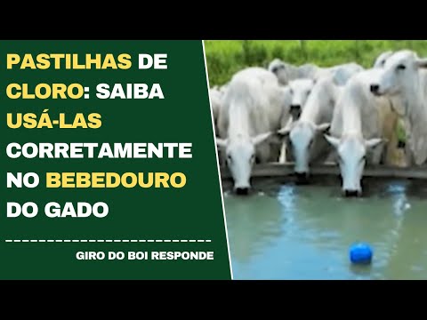 PASTILHAS DE CLORO: SAIBA USÁ-LAS CORRETAMENTE NO BEBEDOURO DO GADO