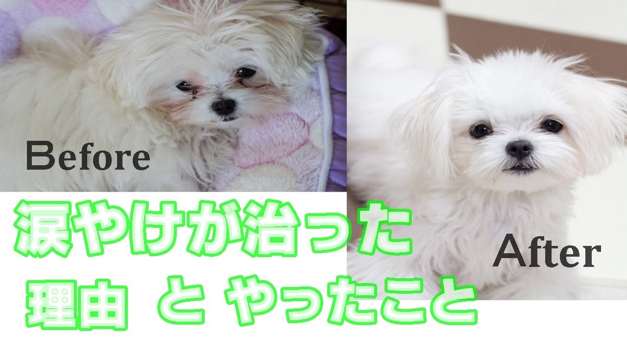 マルチーズの涙やけが治った理由とそして見つけた対策