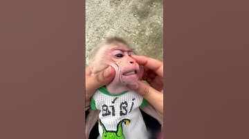 An egg fell out of the monkey