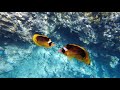 Snorkeling in The Red Sea / Underwater Sharm El Sheikh / DJI Osmo Action