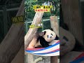 三妹用腳撓頭,「歪頭殺」萌翻了全場,就問誰能抵擋得了 #大熊貓奇三妹 #大熊貓奇穎 #來這吸熊貓 #萌到爆炸了💥