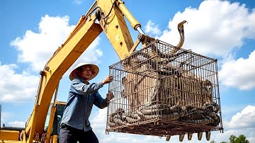 Cuộc gọi khẩn cấp cho chuyên gia bắt rắn | một ổ rắn trong bể nước khiến thợ lái máy múc nín thở 