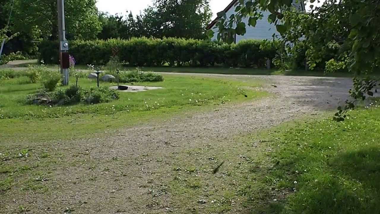 Epitheca spinigera Feeding Swarm