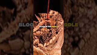 The BLOOD SPITTING Lizard😱