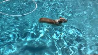 Corgi takes a dive and comes up with glory
