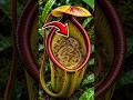 Será que a planta carnívora vai digerir isso?!😱 #shortsのサムネイル