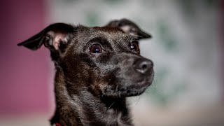 15 Traits of Patterdale Terriers: The Good and the Bad