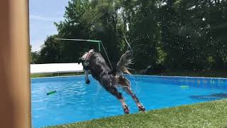 Arya Dock Diving Lesson 2