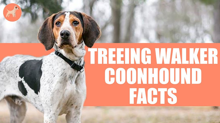Finished treeing walker coonhound for sale