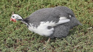 картинка: Разведение цесарок