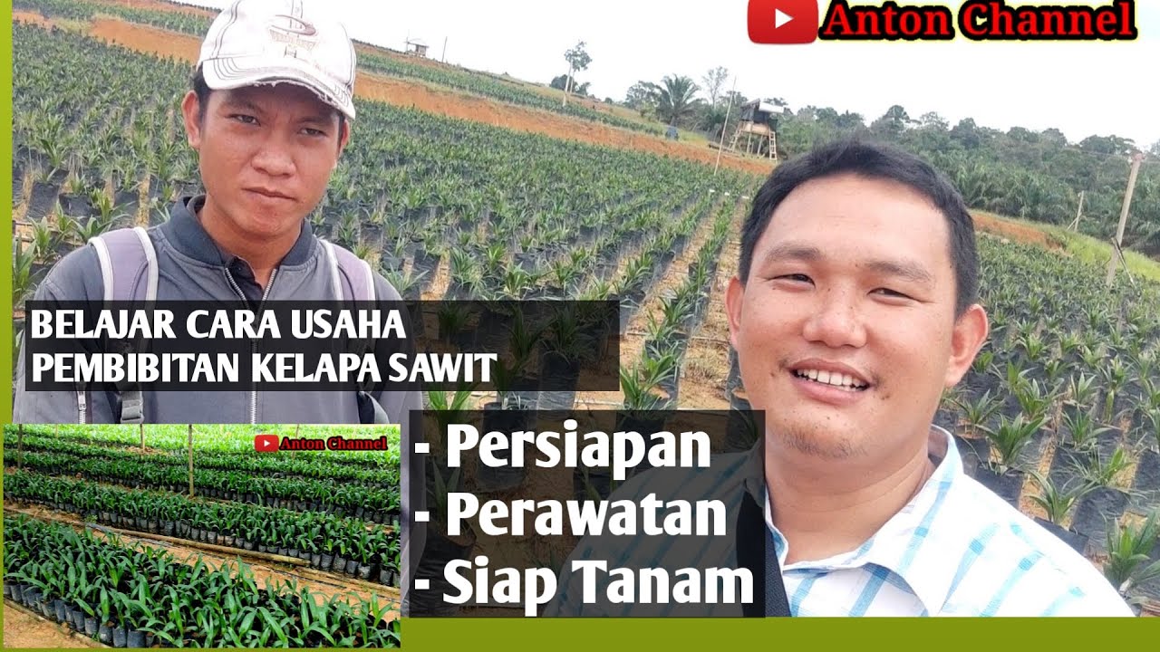 BELAJAR USAHA PEMBIBITAN KELAPA SAWIT, PROSES PERSIAPAN, PERAWATAN DAN SIAP TANAM