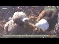 Xcel energy eagles  ma saves her choking eaglet  dislodges food item caught in throat  5624