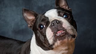 Boston Terrier crate training tips