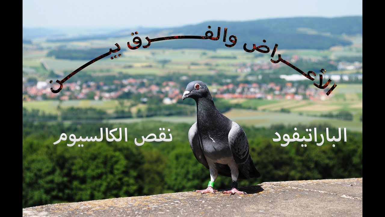 الفرق بين نقص الكالسيوم والباراتيفود